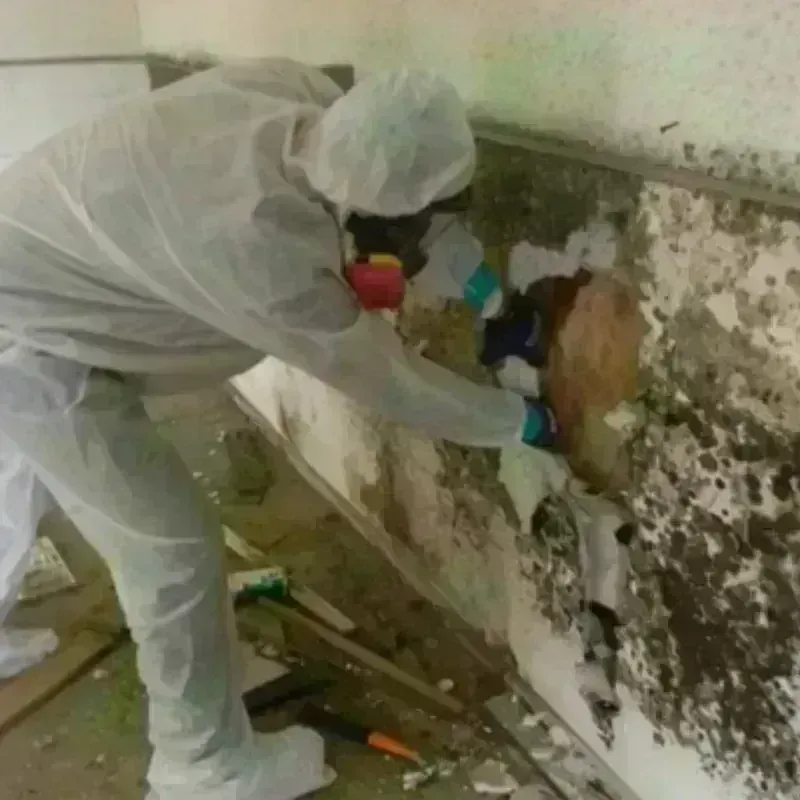 Mold Remediation and Removal in Winters, CA